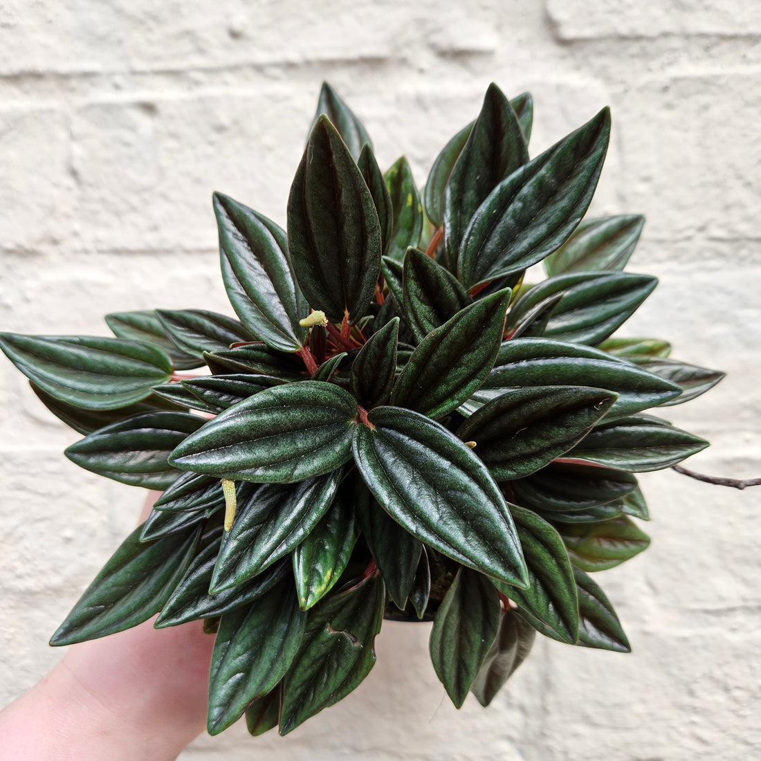 Peperomia Caperata &