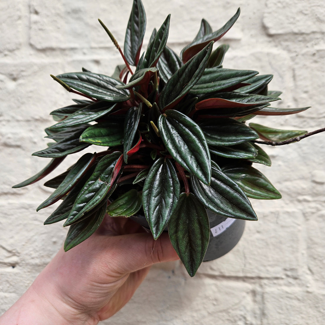 Peperomia Caperata &