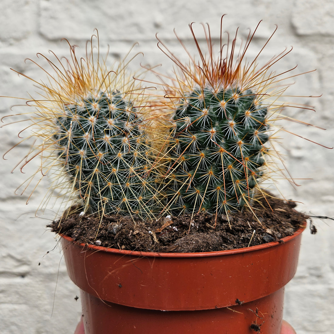 Mammillaria magnifica