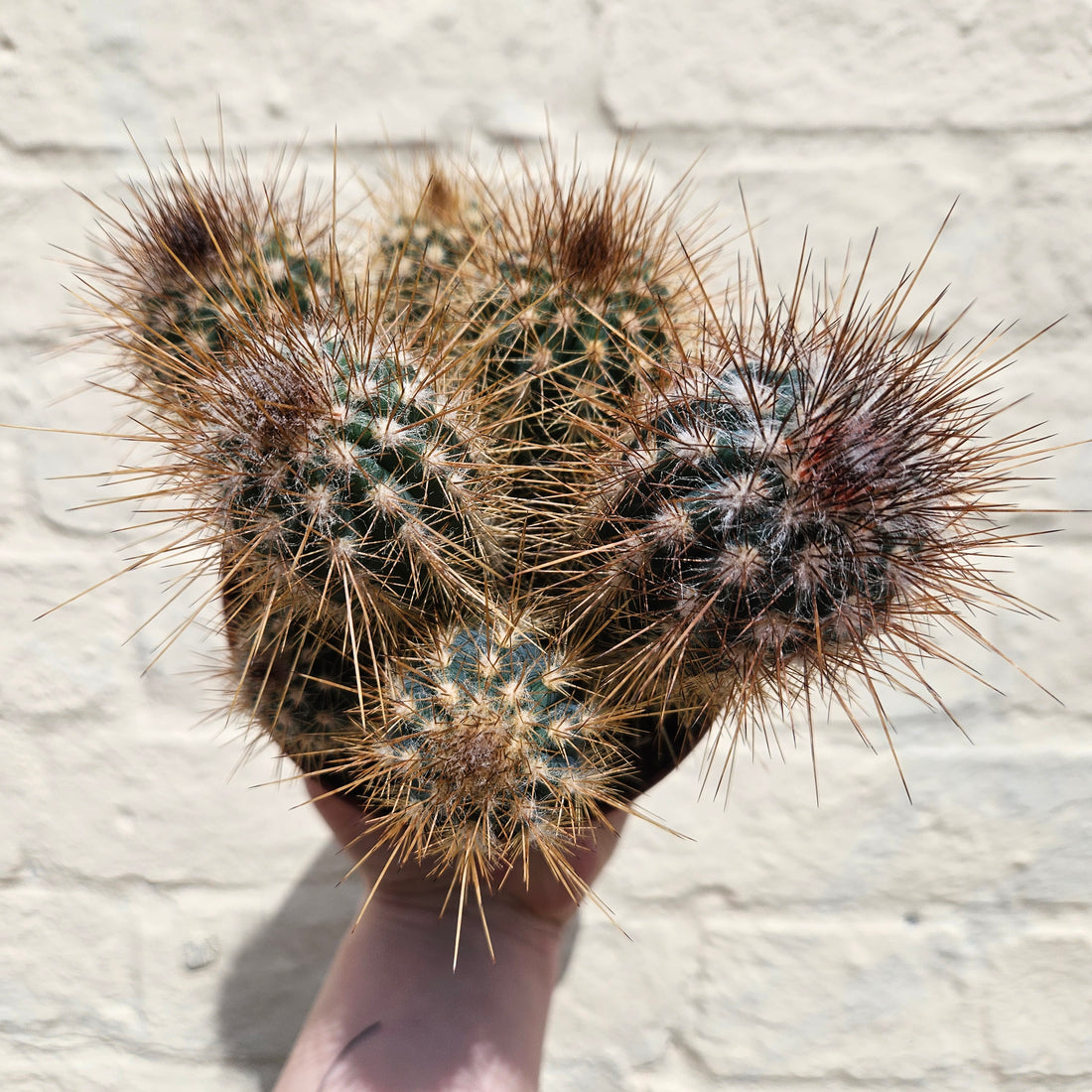 Xique xique gounellei syn. Pilosocereus gounellei (Chique- Chique cactus)- British Grown