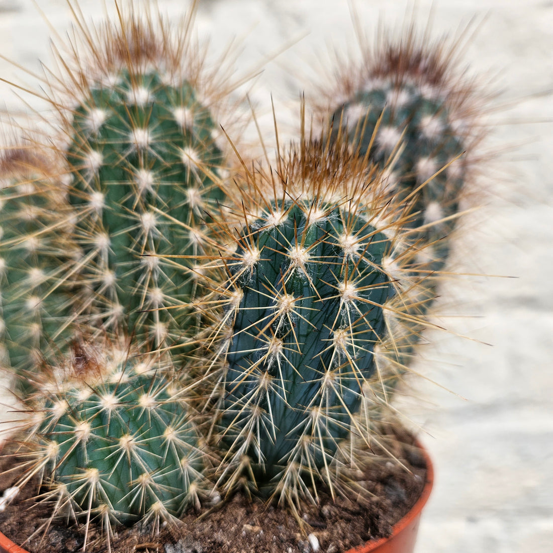 Xique xique gounellei syn. Pilosocereus gounellei (Chique- Chique cactus)