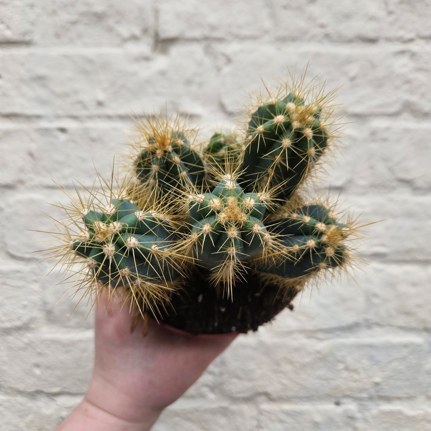 Pilosocereus azureus syn. Cereus azureus (Blue Torch Cactus) - British Grown