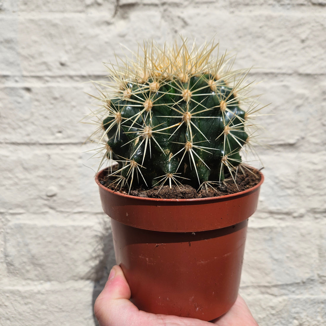 Echinocactus grusonii &