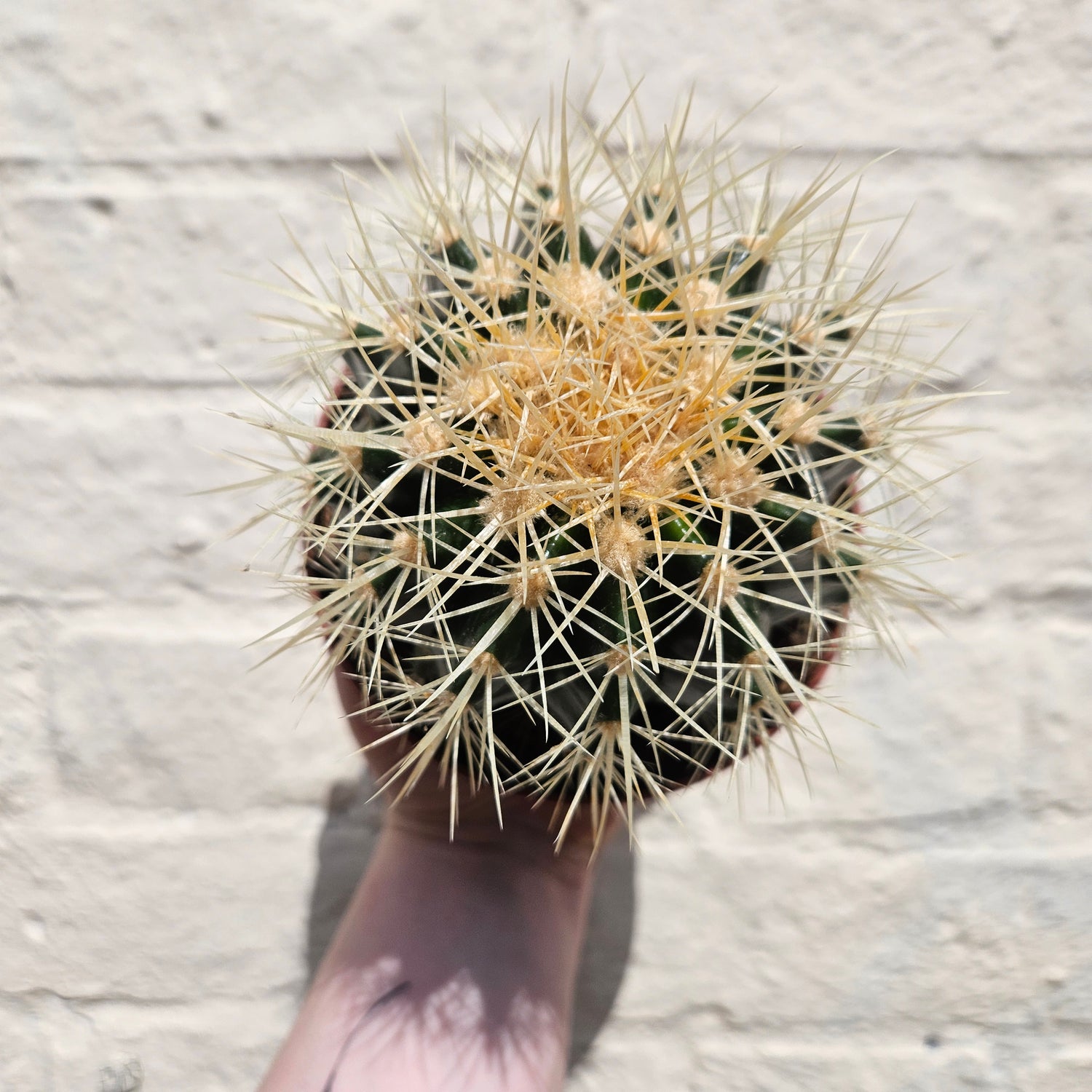 Echinocactus grusonii &