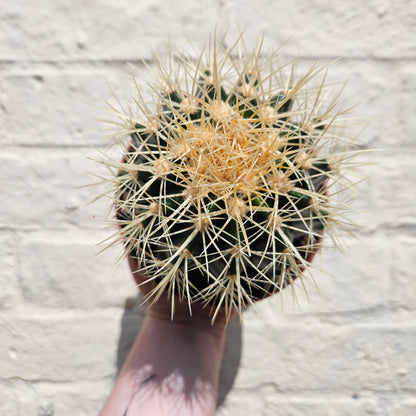 Echinocactus grusonii &