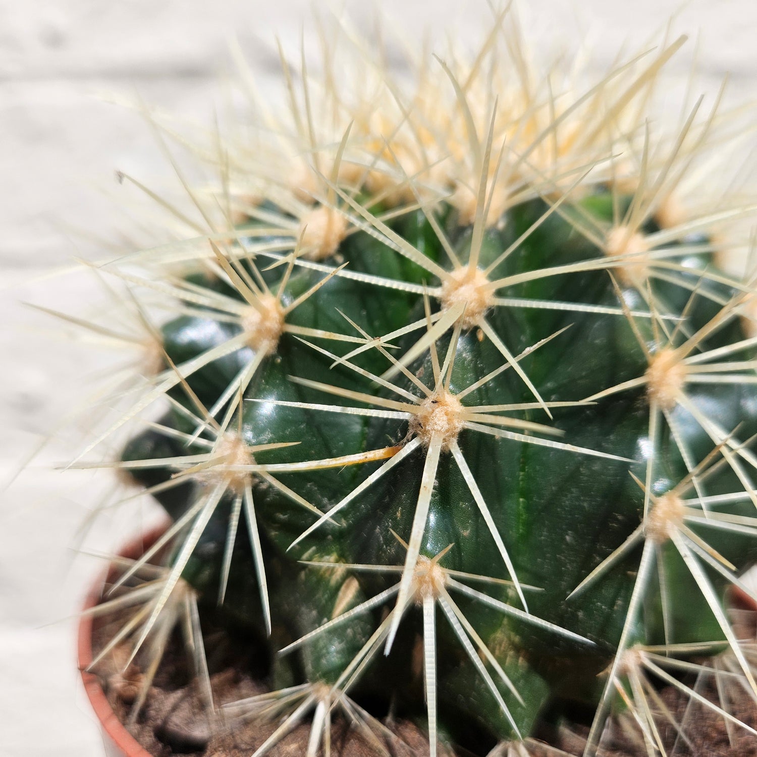 Echinocactus grusonii &