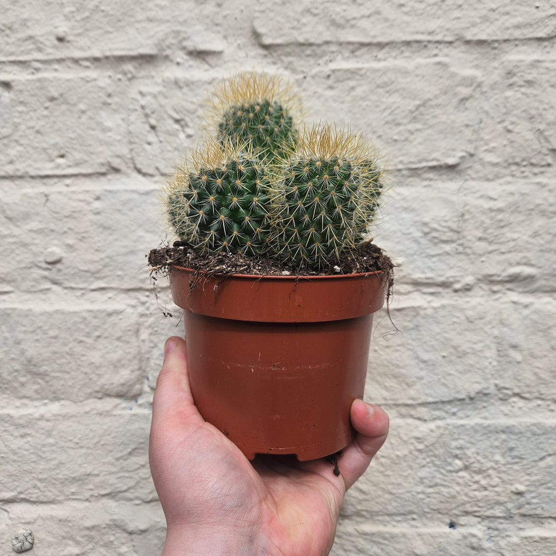 Mammillaria pringlei (Lemon Ball Cactus)