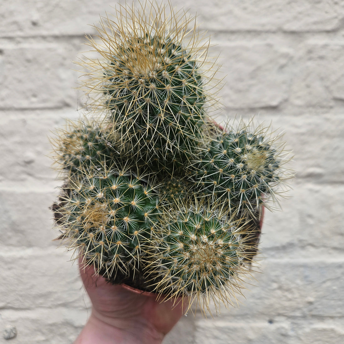 Mammillaria pringlei (Lemon Ball Cactus)