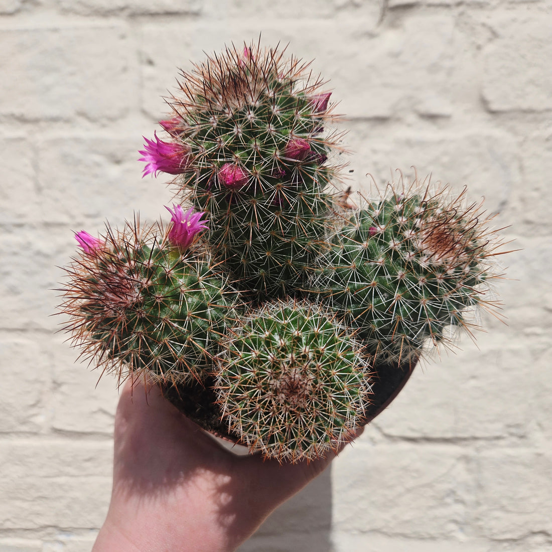 Mammillaria spinosissima (Spiny Pincushion Cactus)