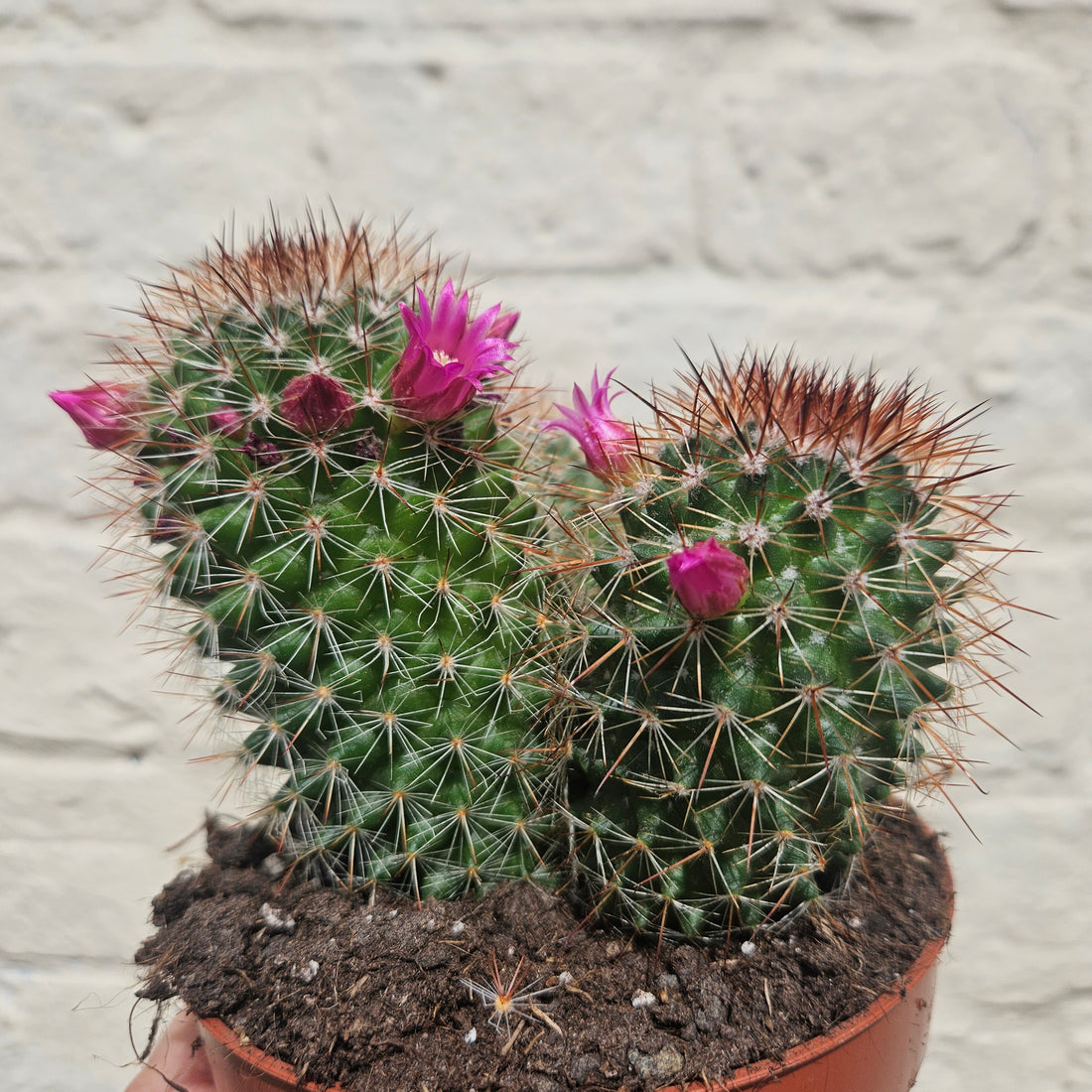 Mammillaria spinosissima (Spiny Pincushion Cactus)