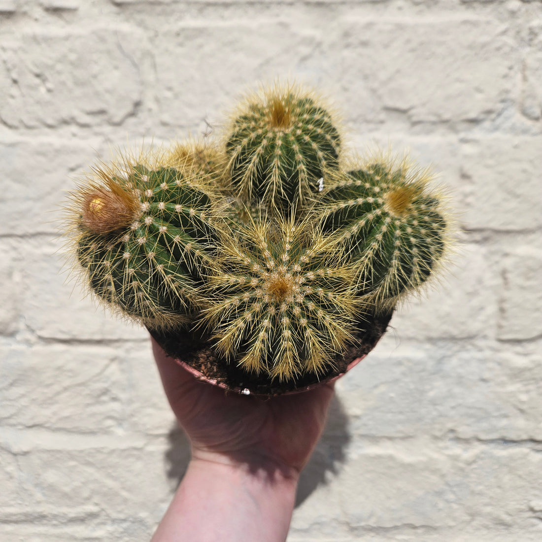 Notocactus warasii (Parodia warasii)