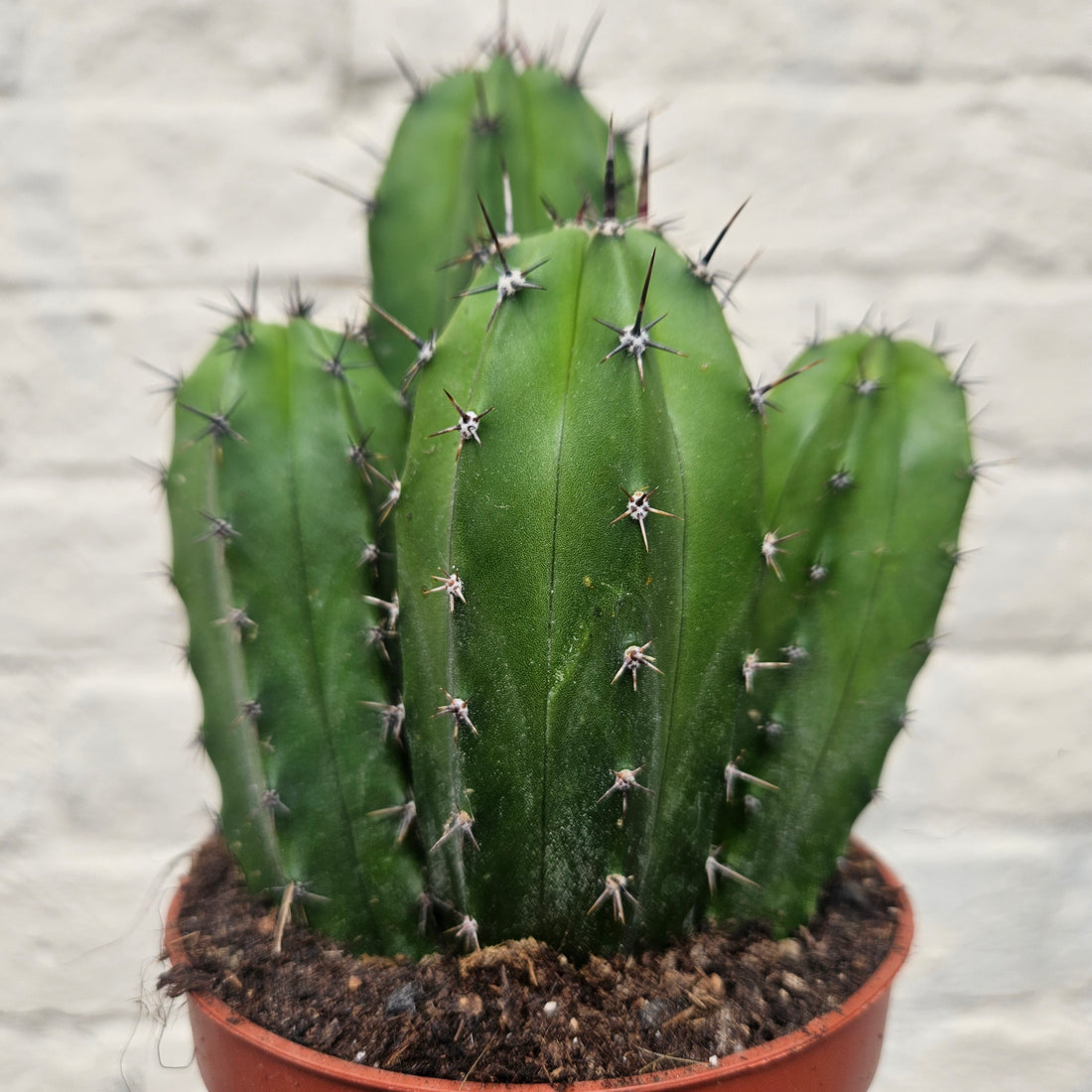 Polaskia chichipe