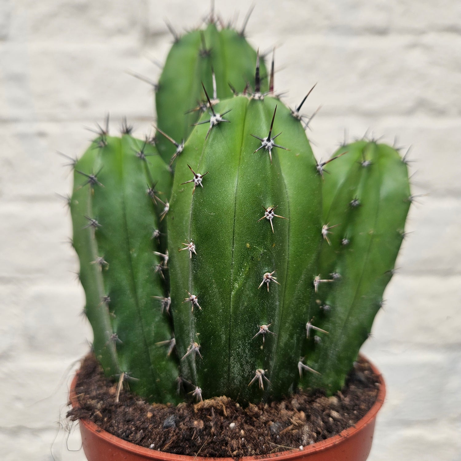 Polaskia chichipe