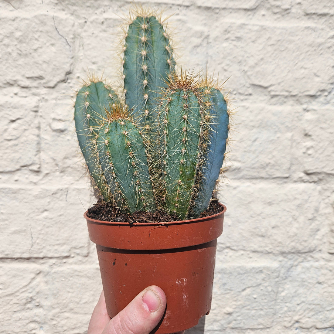 Pilosocereus azureus syn. Cereus azureus (Blue Torch Cactus)
