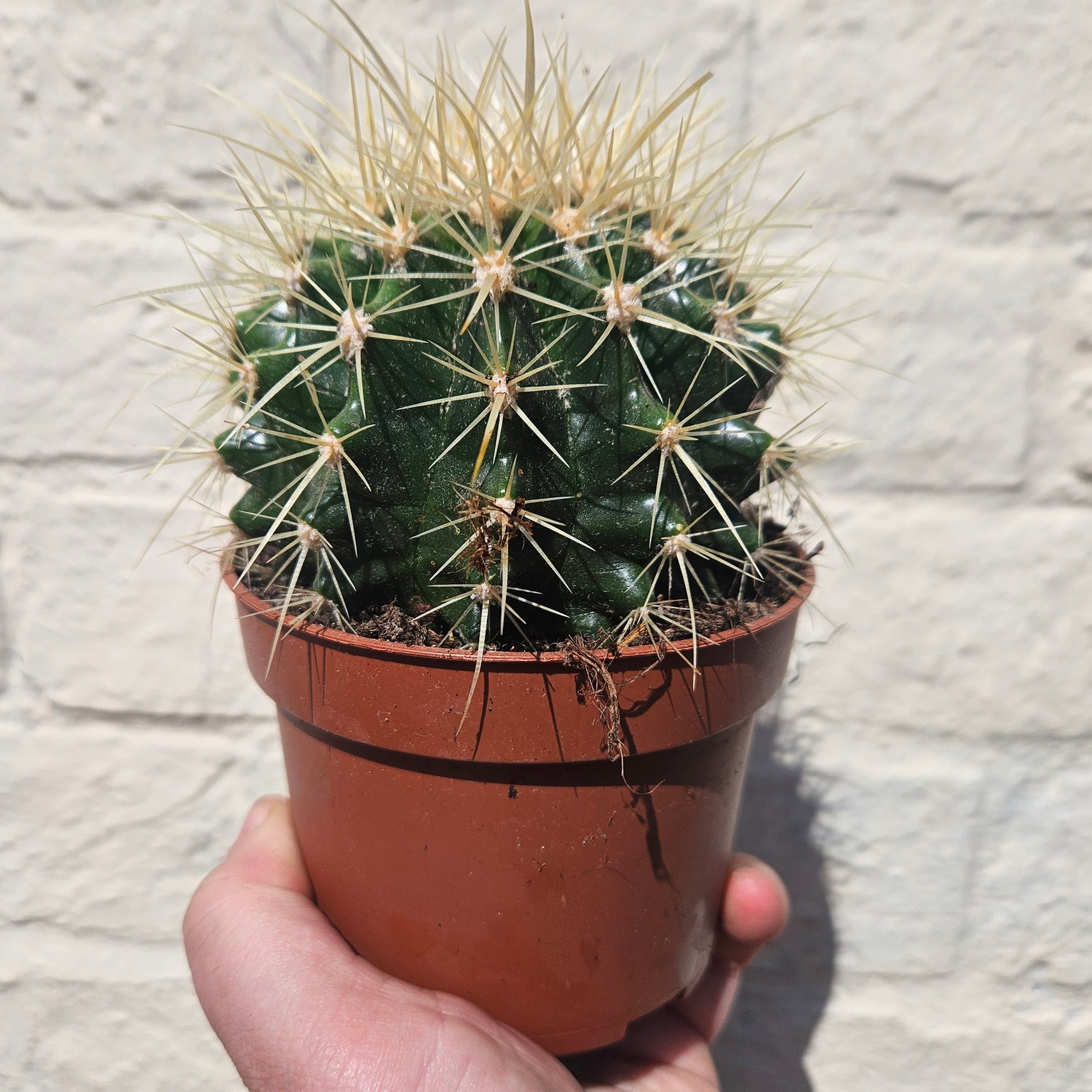 Echinocactus grusonii &