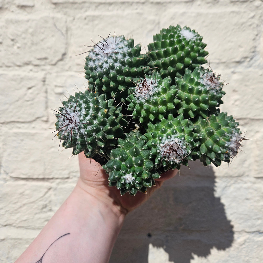 Mammillaria polythele (Many Nipple Cactus)