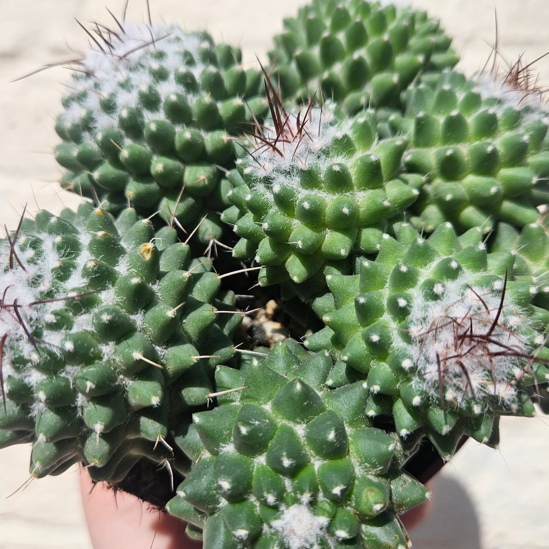 Mammillaria polythele (Many Nipple Cactus)
