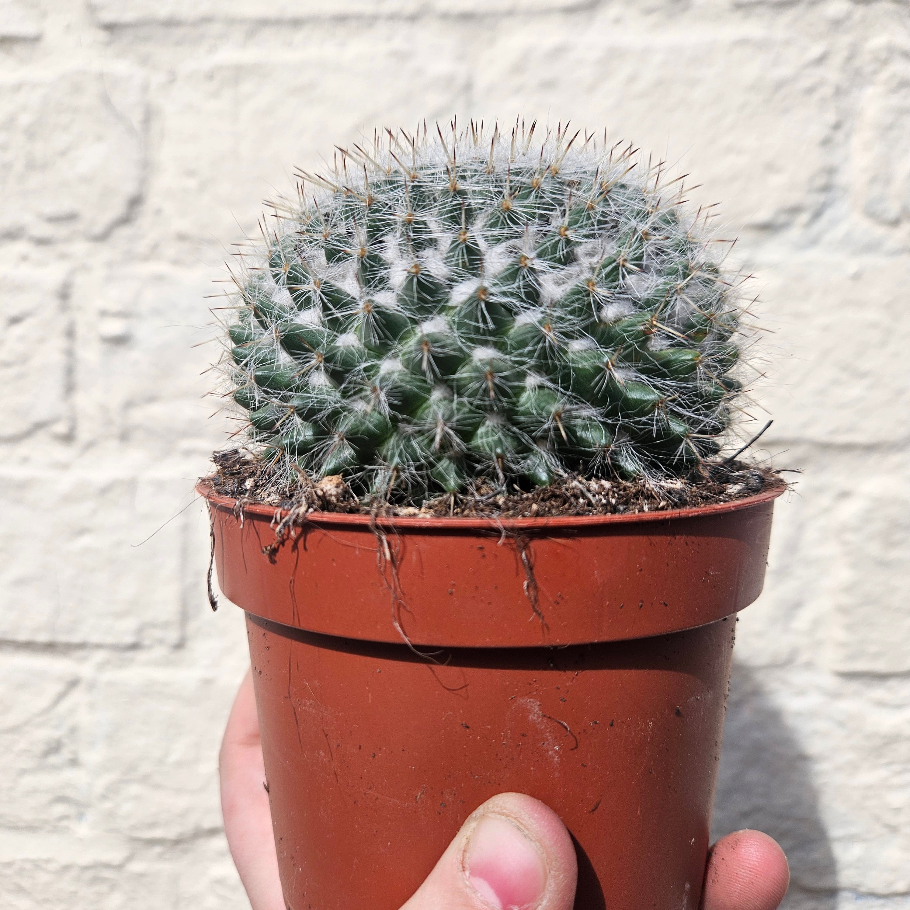 Mammillaria hahniana (Old lady cactus) British grown cacti