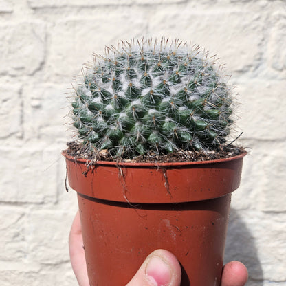 Mammillaria hahniana (Old lady cactus) British grown cacti
