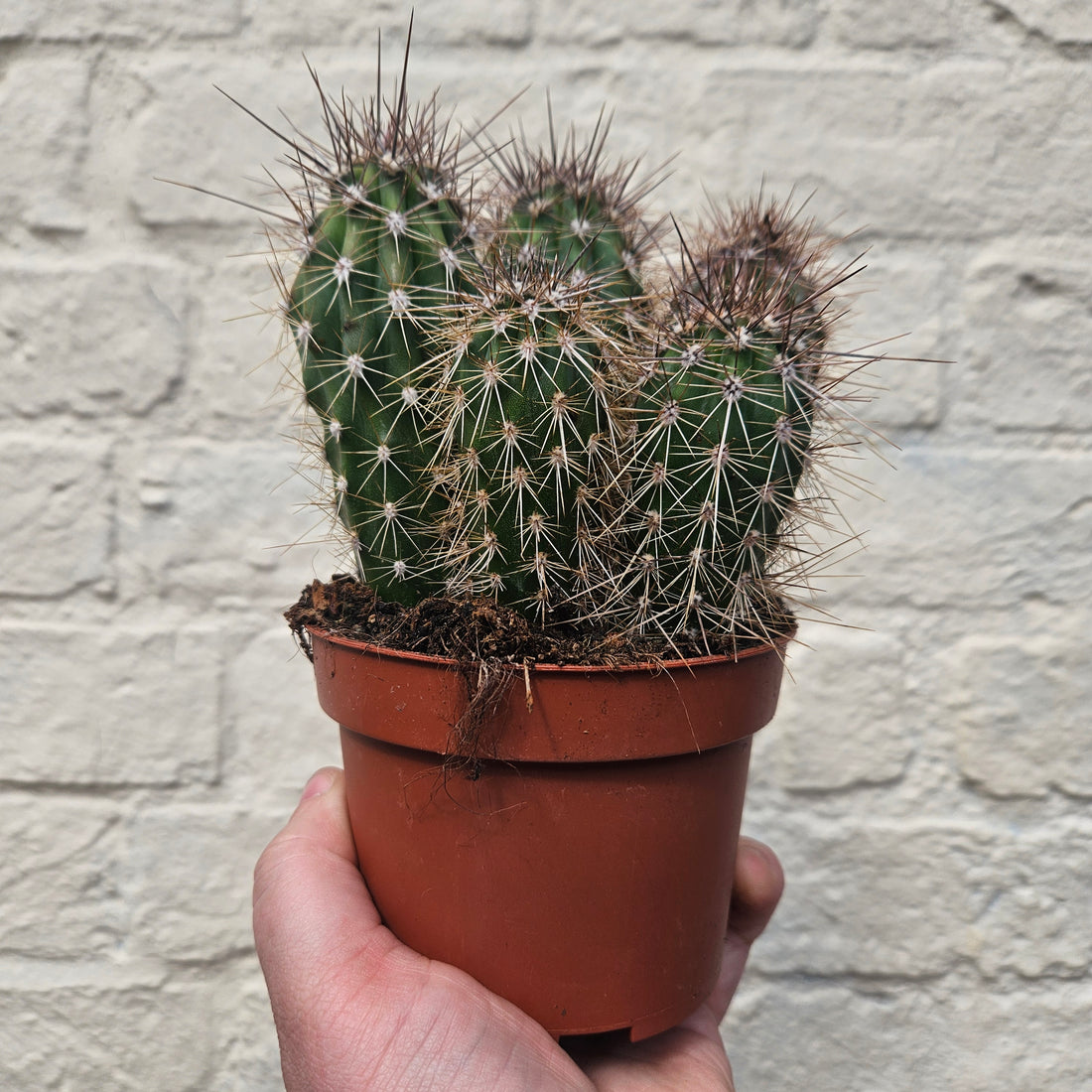 Pachycereus pringlei (Mexican Giant Cactus)