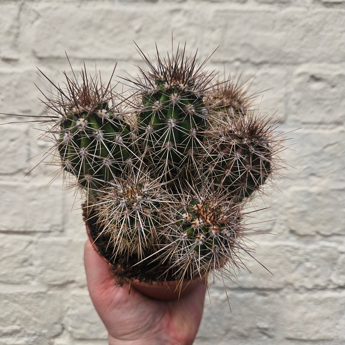 Pachycereus pringlei (Mexican Giant Cactus)