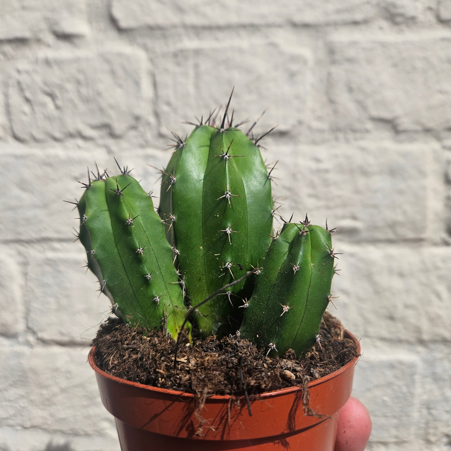 Polaskia chichipe