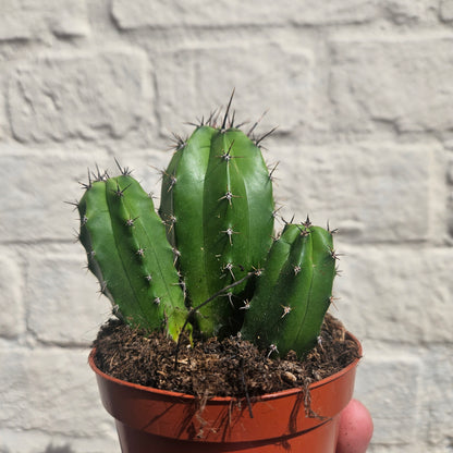 Polaskia chichipe