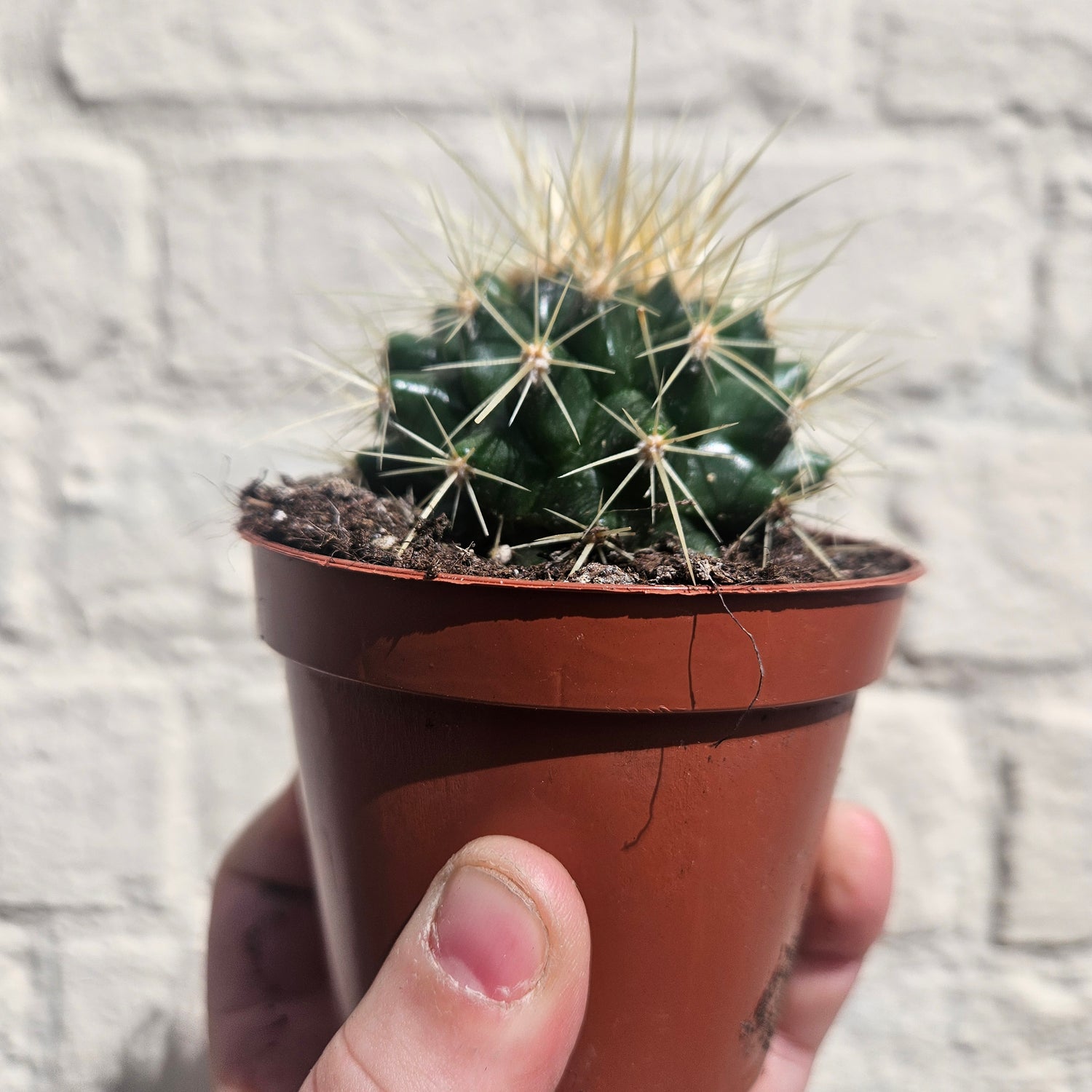 Echinocactus grusonii &