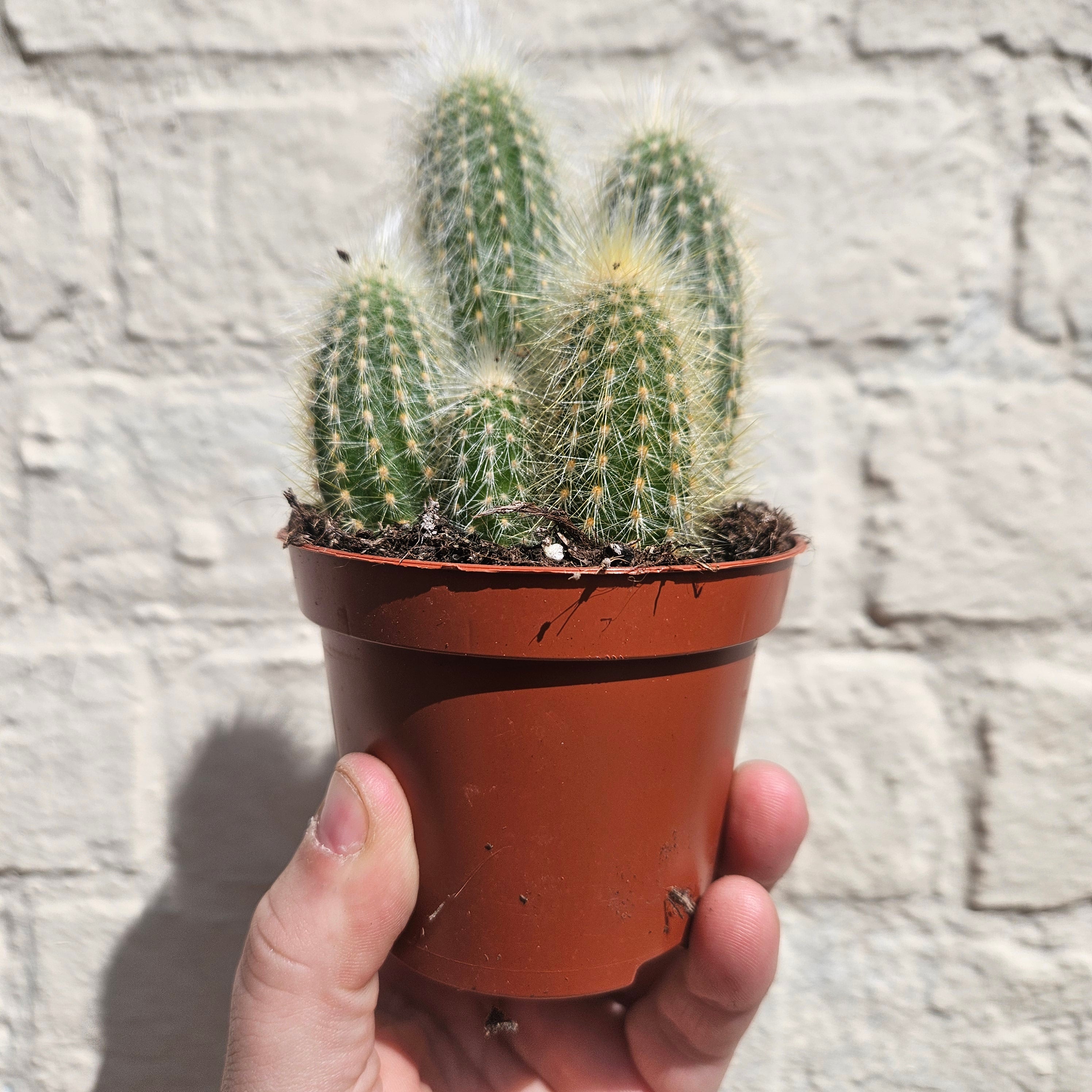 Cleistocactus strausii (Wooly torch/ Silver torch cactus)