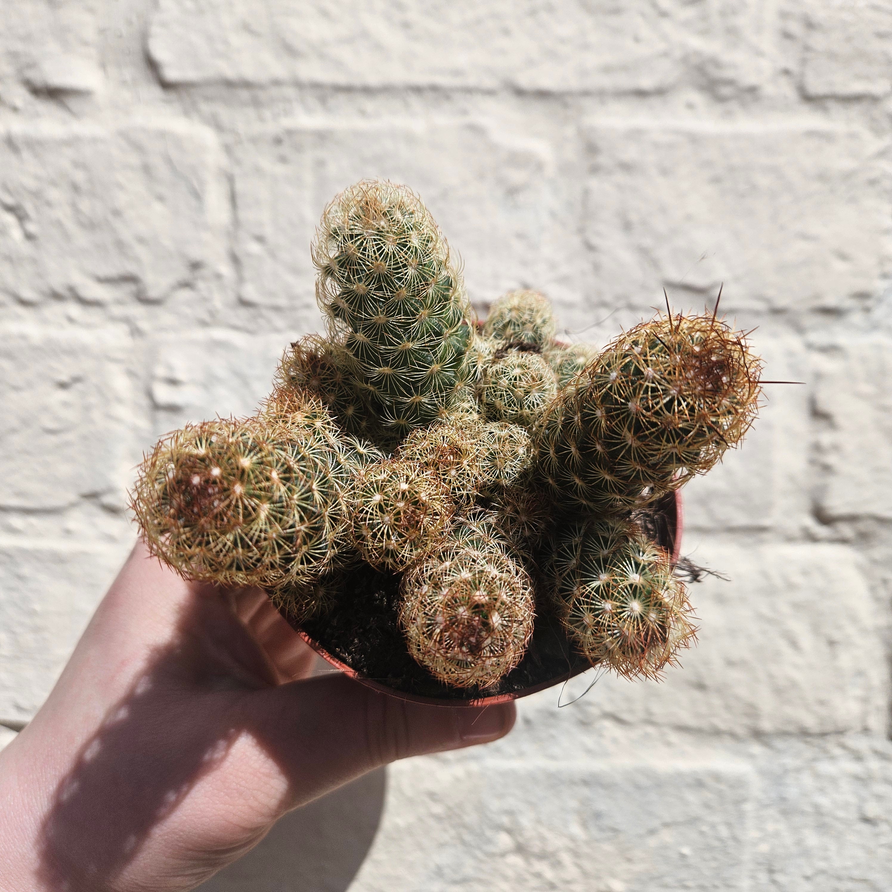 Mammillaria elongata (Ladyfinger Cactus) 2 varieties- British Grown