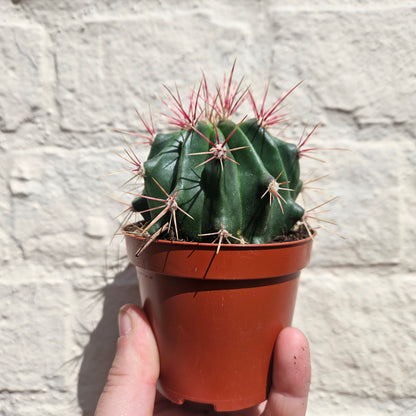 Ferocactus stainesii v. pilosus (Mexican fire barrel cactus)
