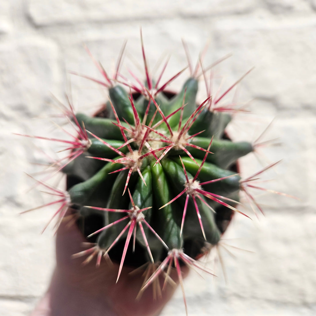 Ferocactus stainesii v. pilosus (Mexican fire barrel cactus)
