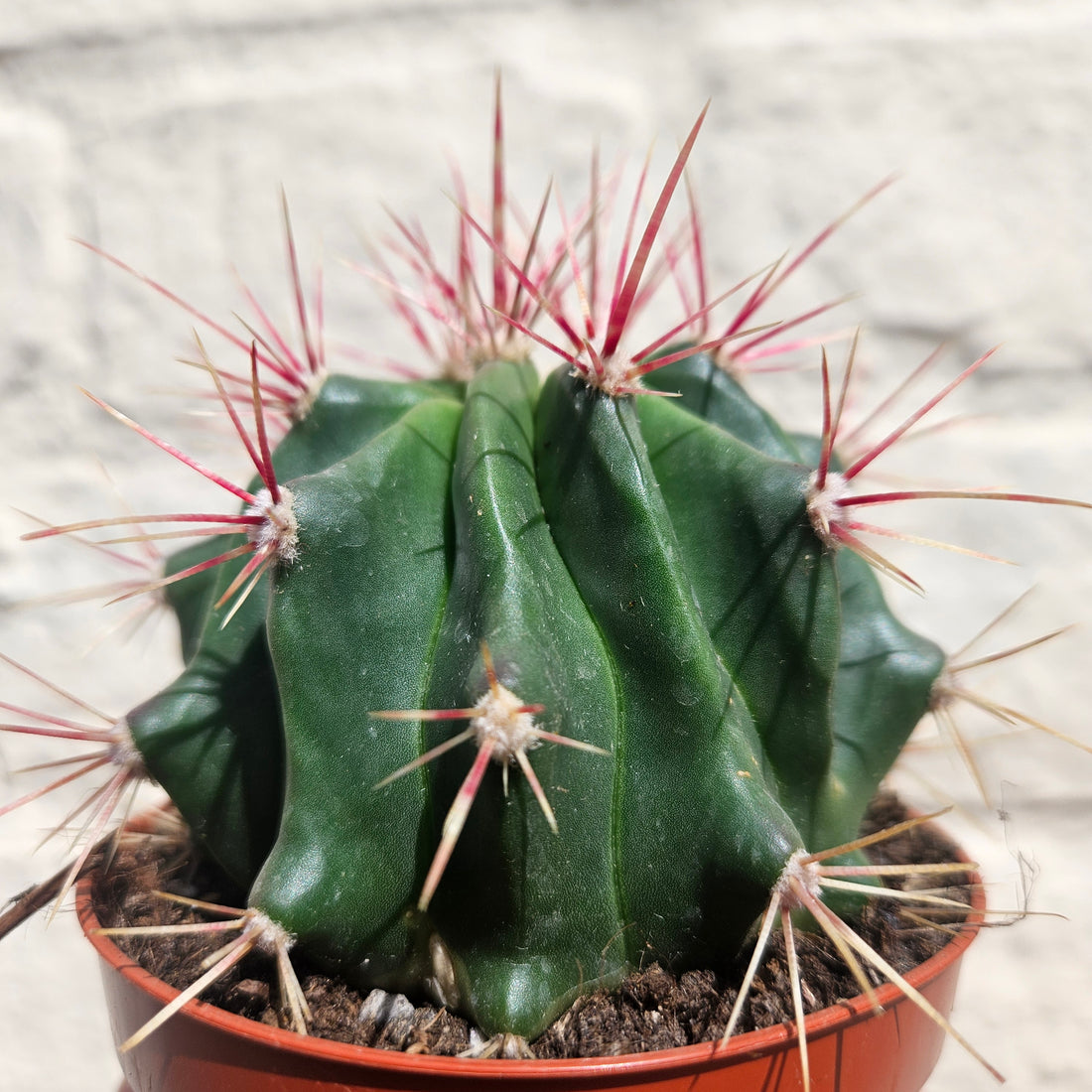 Ferocactus stainesii v. pilosus (Mexican fire barrel cactus)