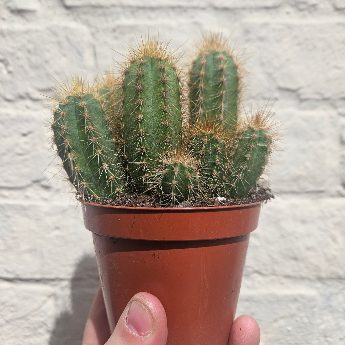 Pilosocereus pachycladus (Blue Columnar Cactus)