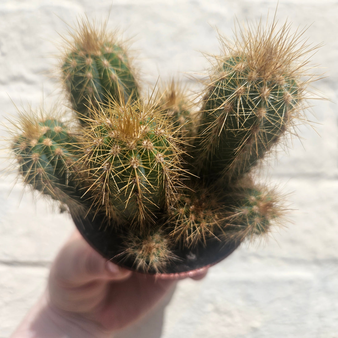Pilosocereus pachycladus (Blue Columnar Cactus)