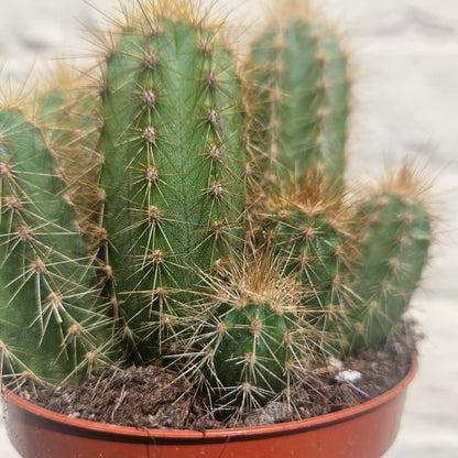 Pilosocereus pachycladus (Blue Columnar Cactus)