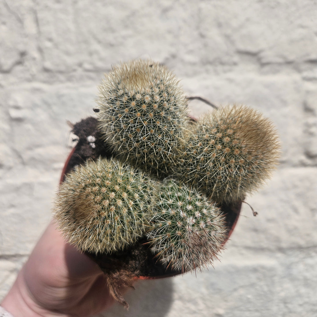 Mammillaria spinosissima subs. pilcayensis