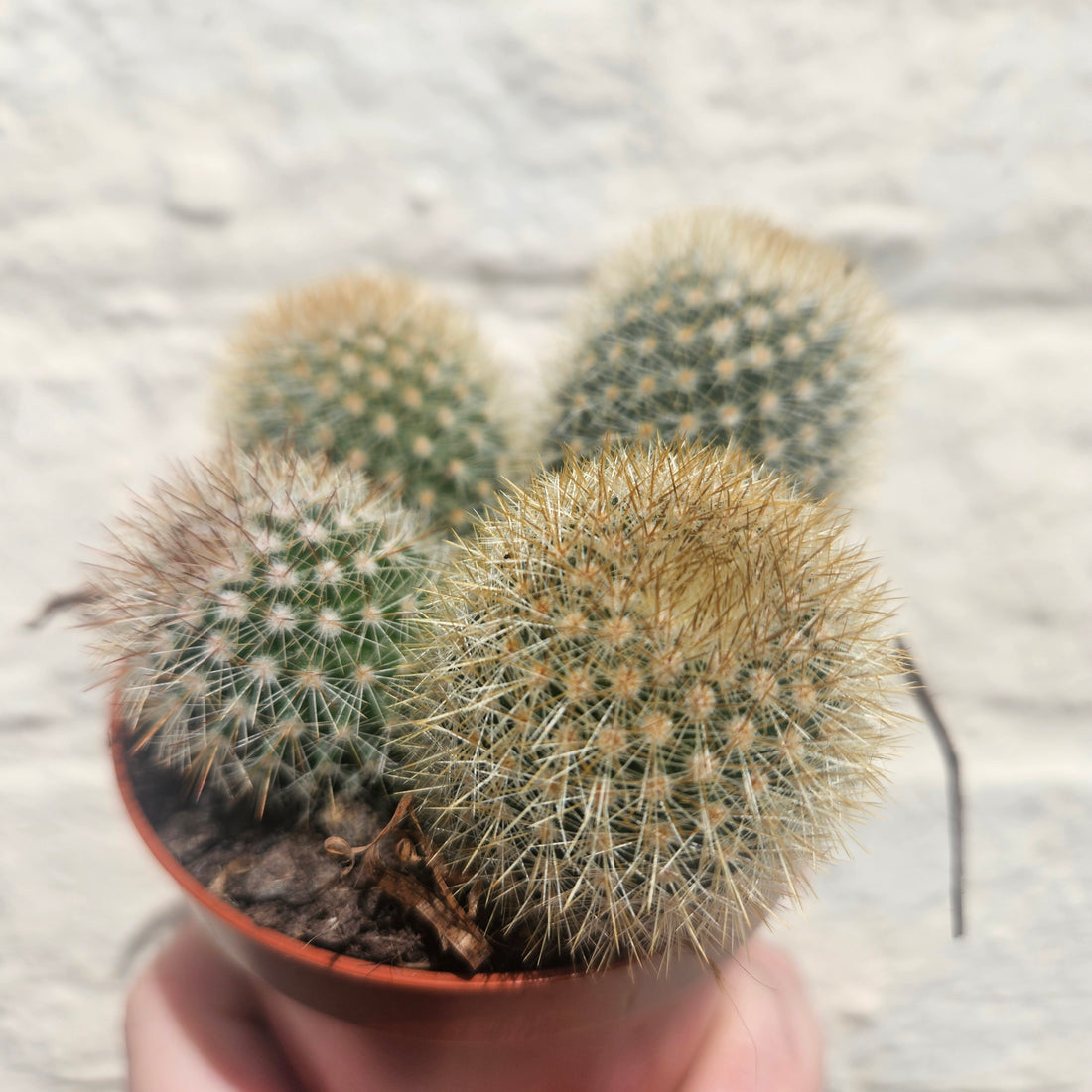 Mammillaria spinosissima subs. pilcayensis