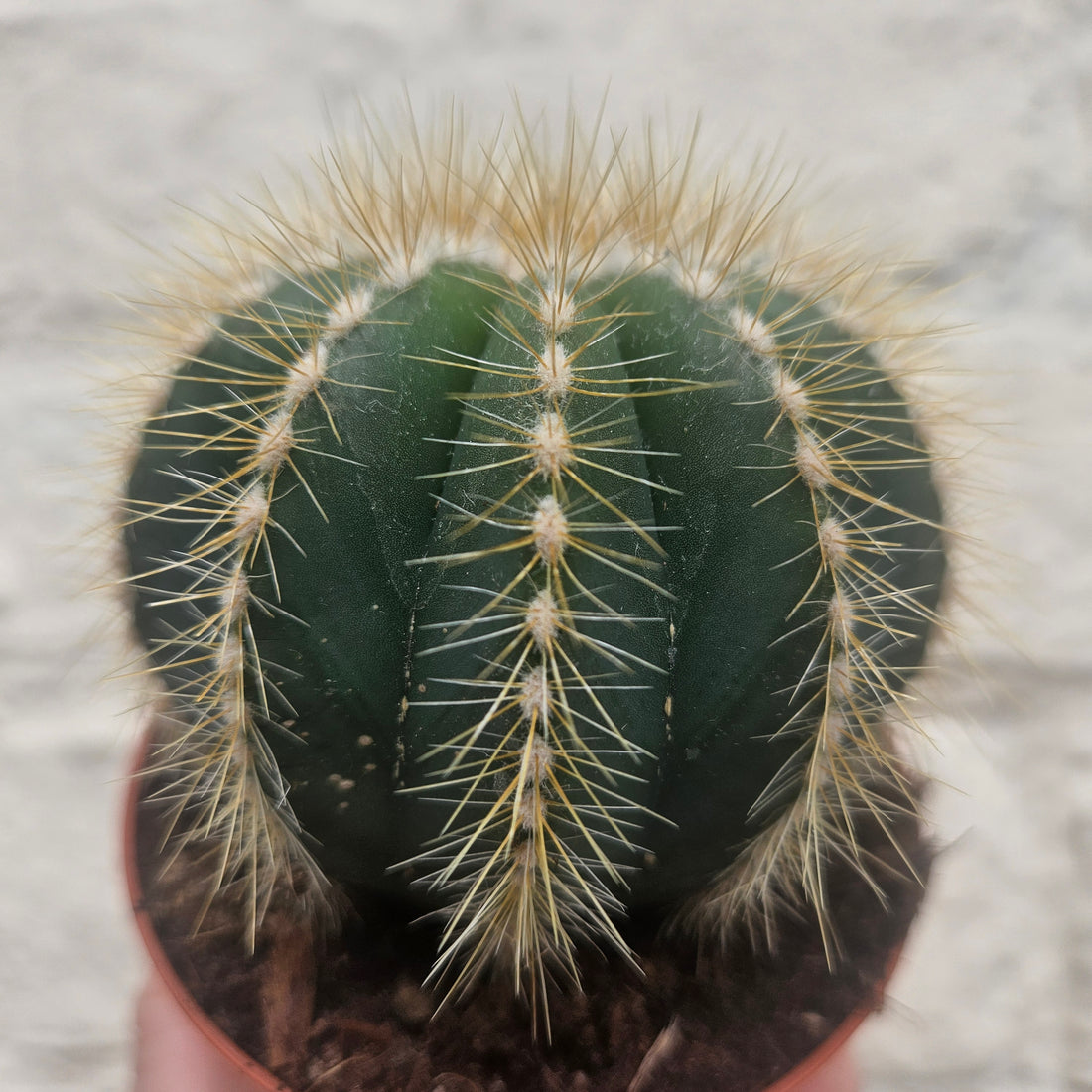 Parodia magnifica (Magnificent Ball cactus)