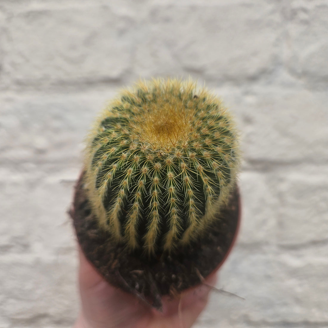 Parodia leninghausii syn. Notocactus leninghausii (Golden Ball Cactus)