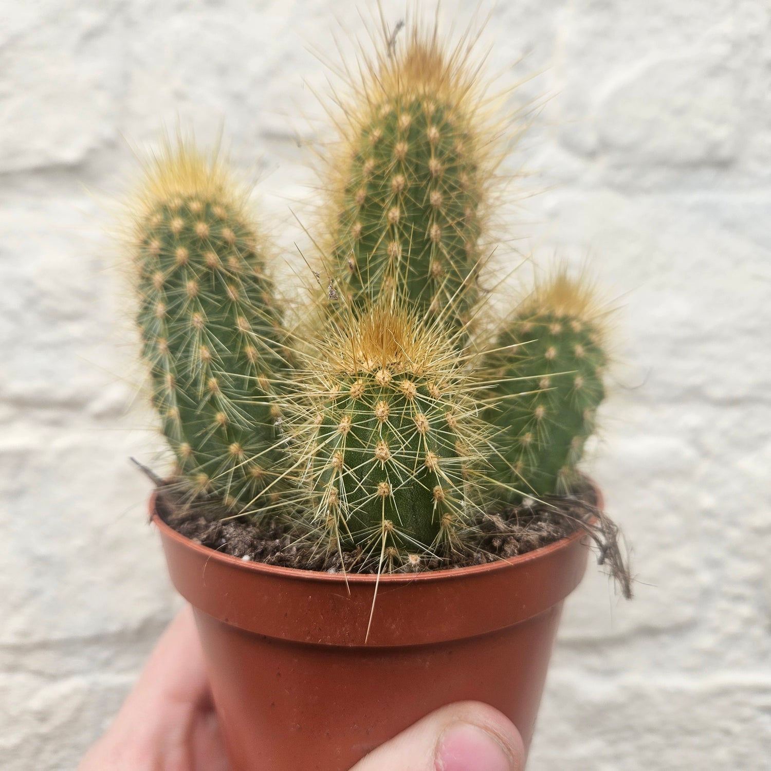 Vatricania guentheri syn. Espostoa guentheri (Red Fox Tail Cactus) - British grown cacti