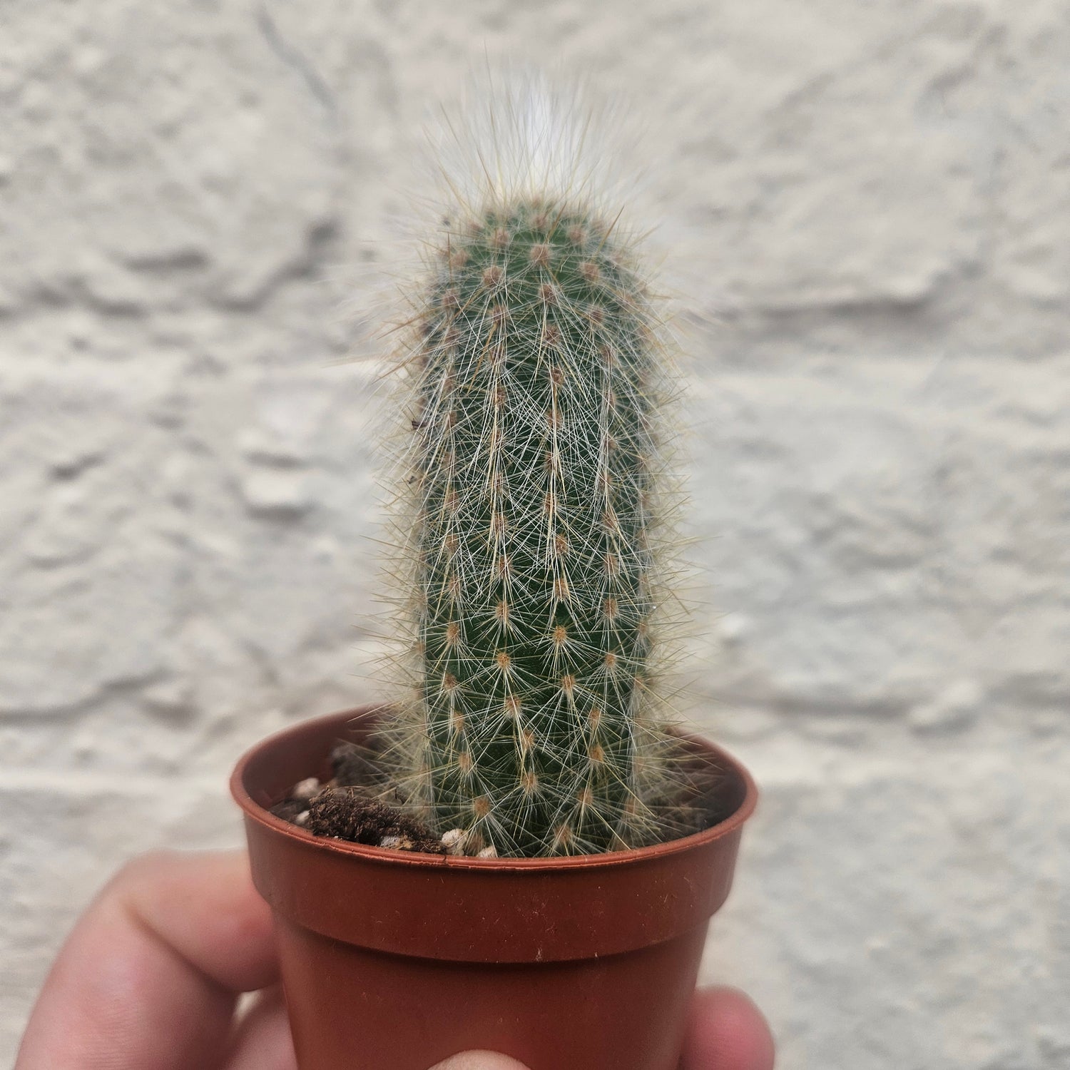 Cleistocactus strausii (Wooly torch/ Silver torch cactus)