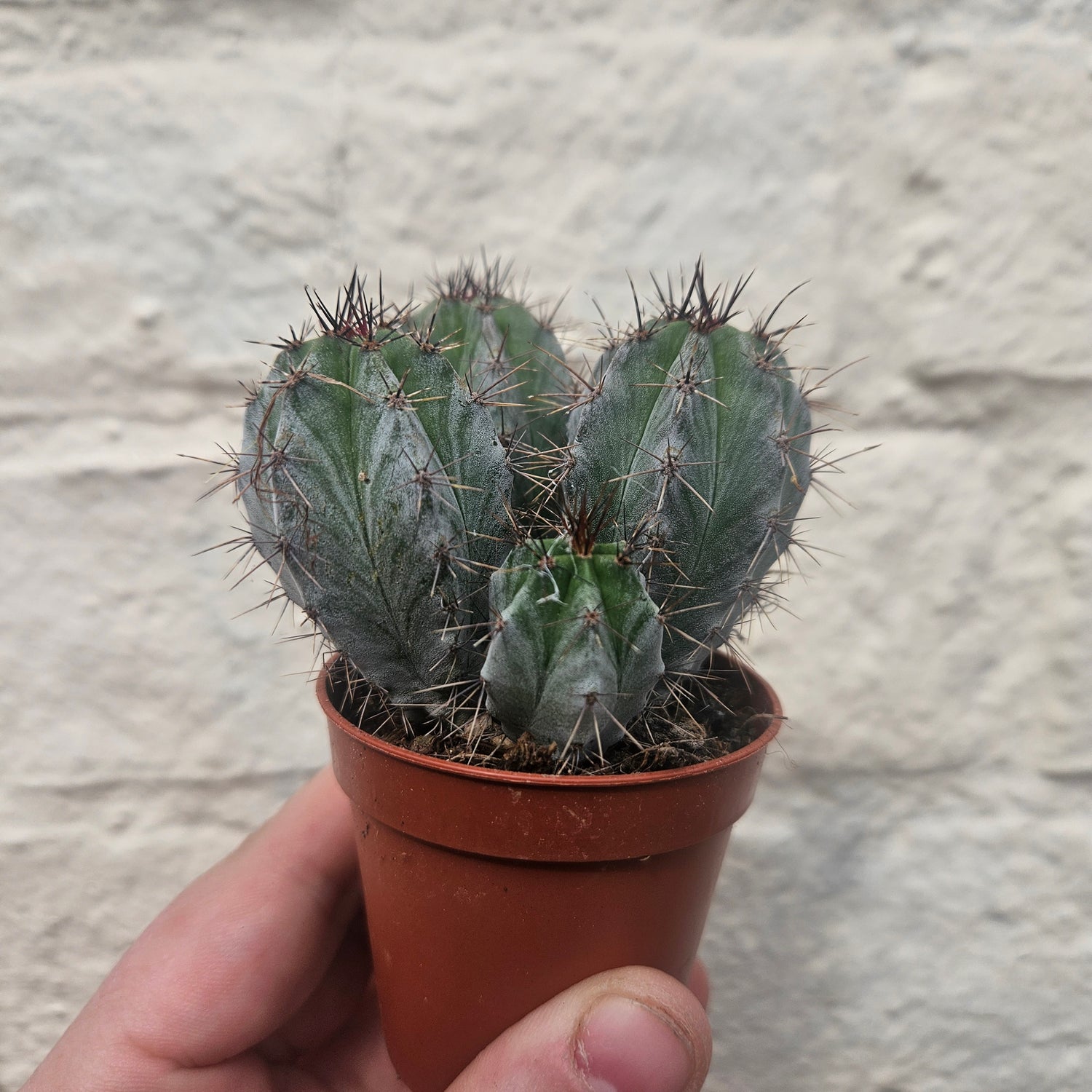 Polaskia chichipe