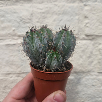 Polaskia chichipe