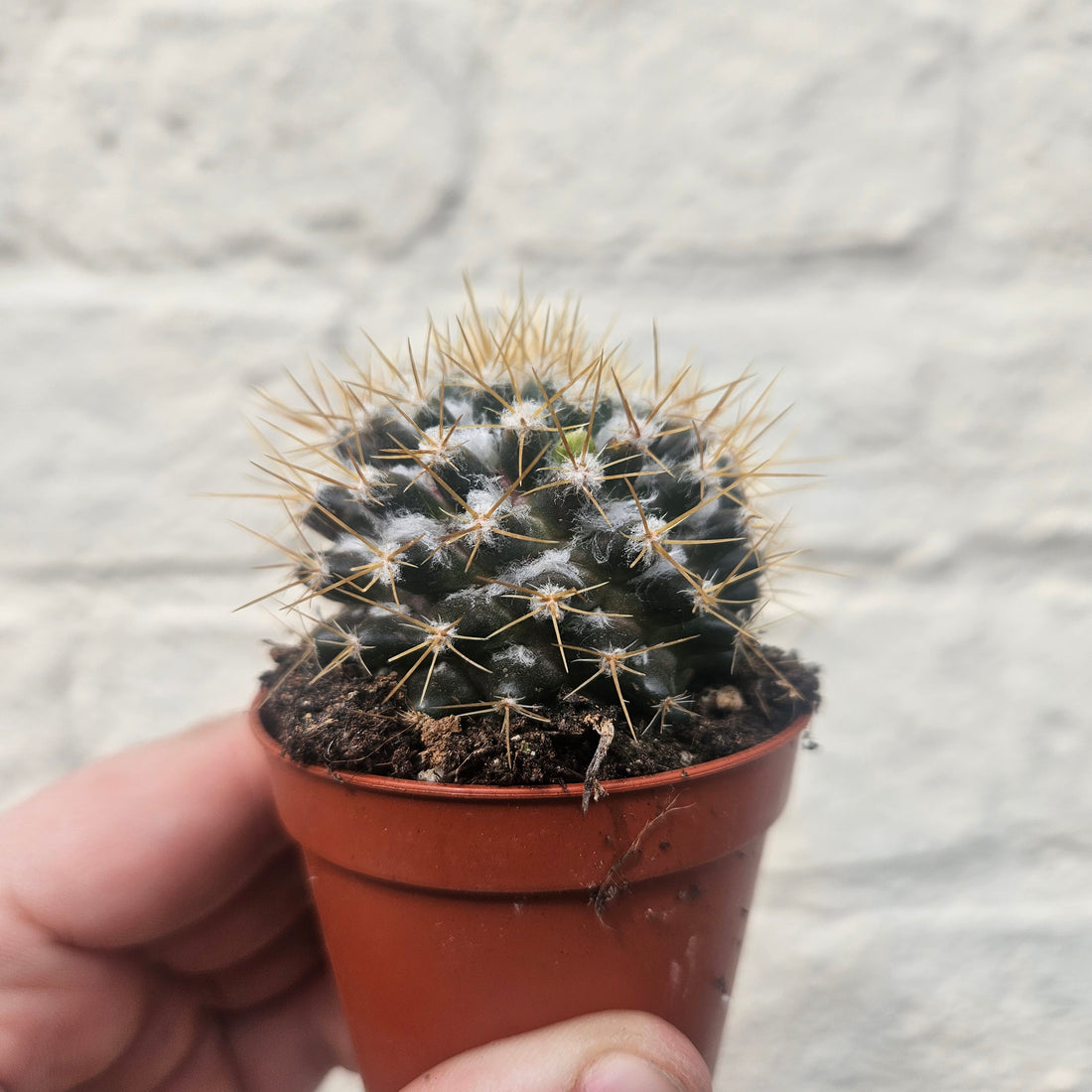 Mammillaria nivosa (Wooly Nipple Cactus)
