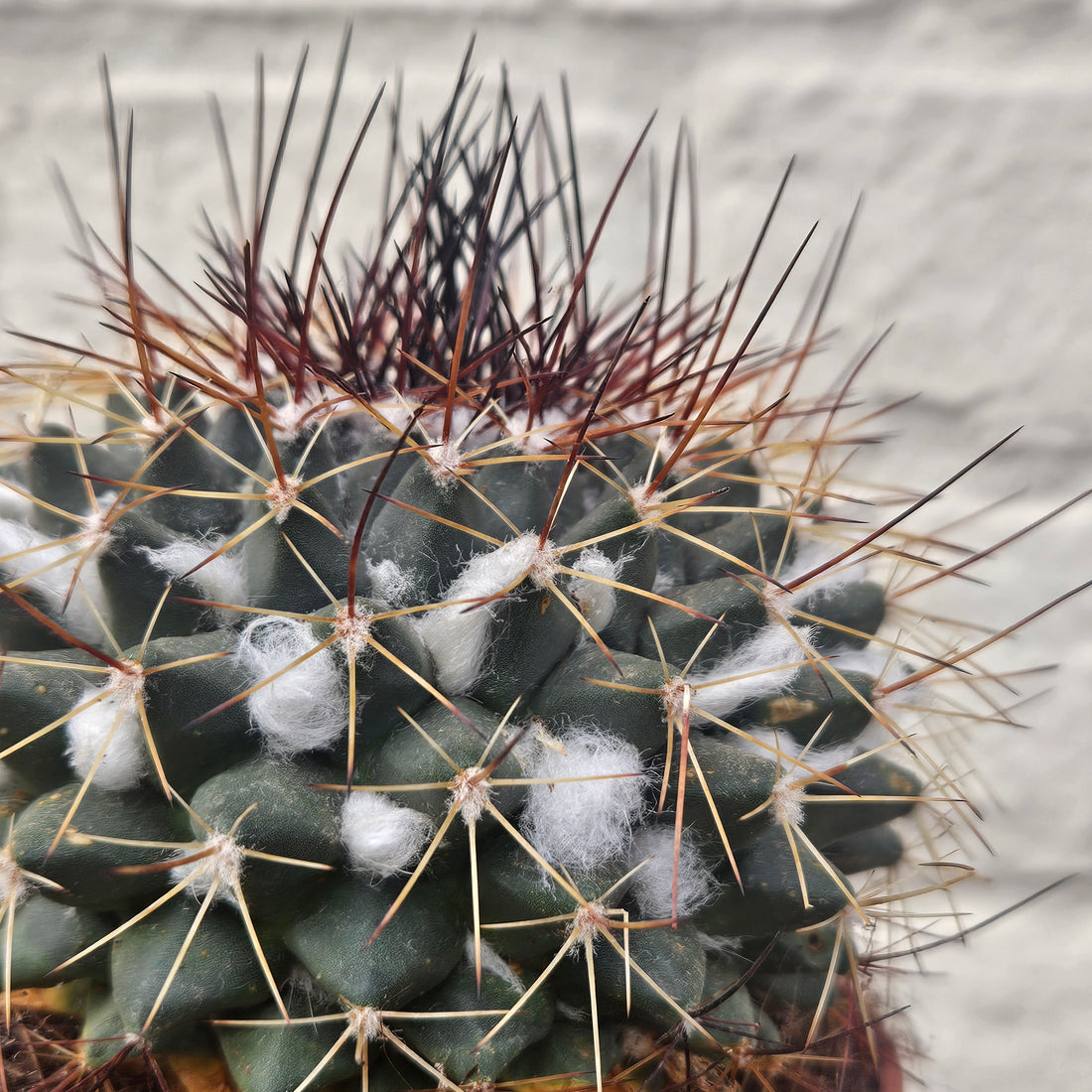 Mammillaria melanocentra