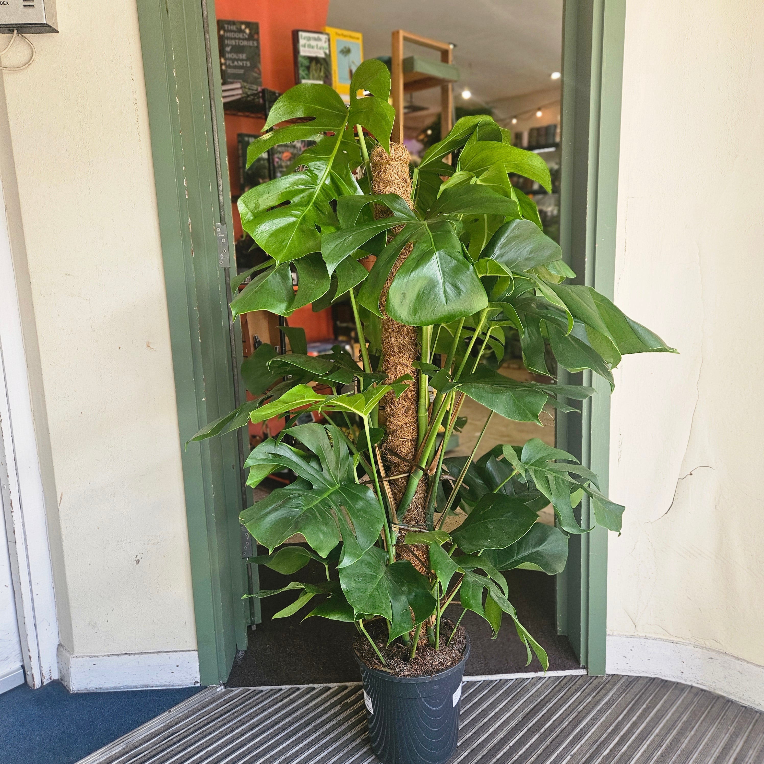 Monstera pertusum &