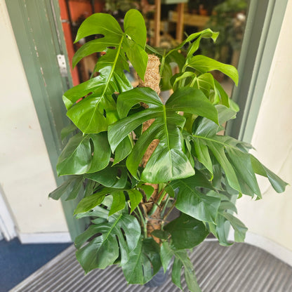 Monstera pertusum &