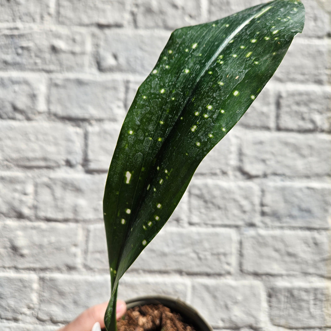 Aspidistra oblanceifolia &