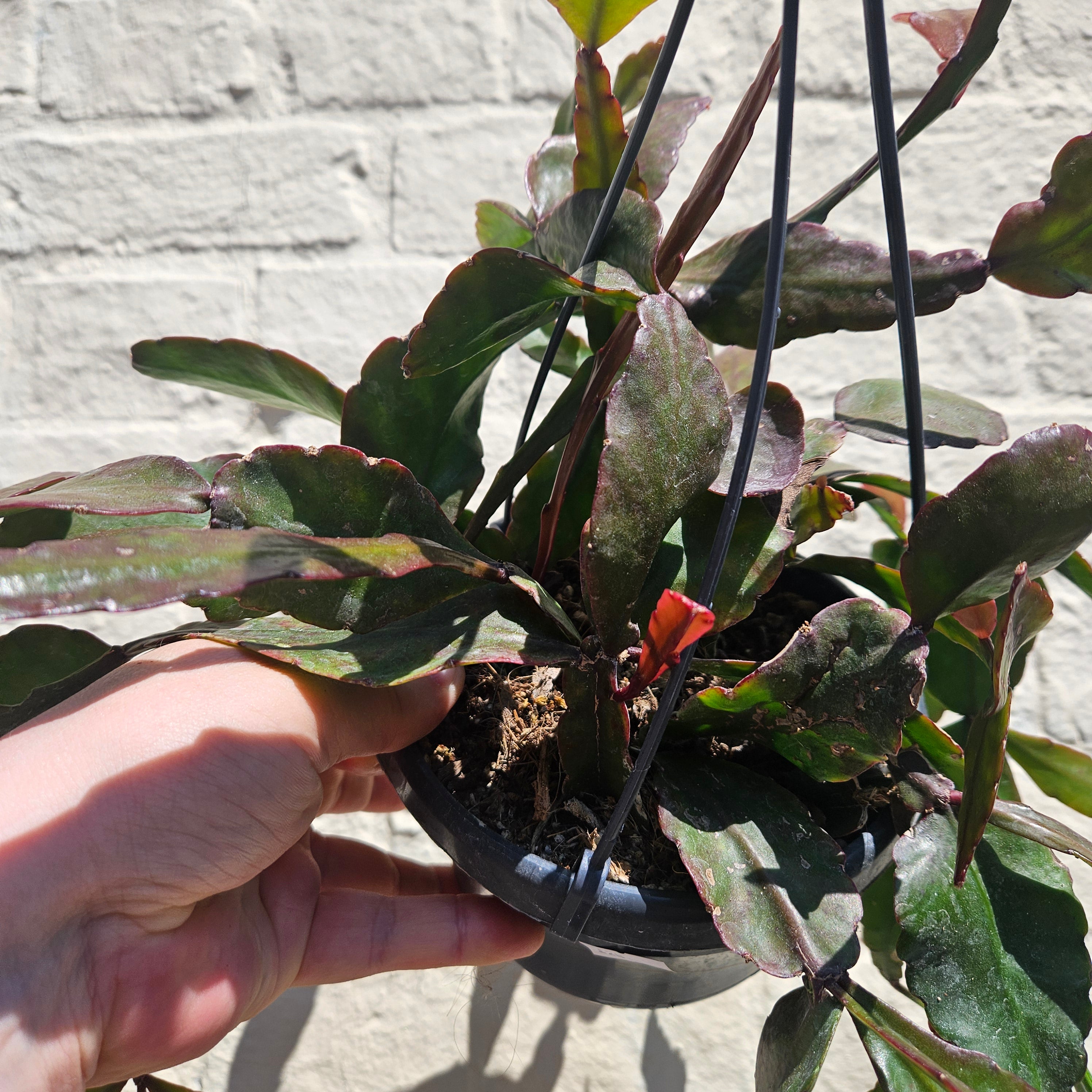 Rhipsalis eliptica